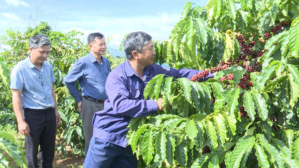 ĐẢNG BỘ CÔNG TY TNHH MTV CÀ PHÊ 731 – ĐIỂM SÁNG TRONG PHONG TRÀO XÂY DỰNG “ĐẢNG BỘ BỐN TỐT, CHI BỘ BỐN TỐT”